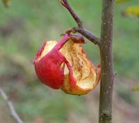 Bellida Apple 1. december 2011